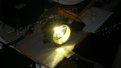 Золотистая ксенонка